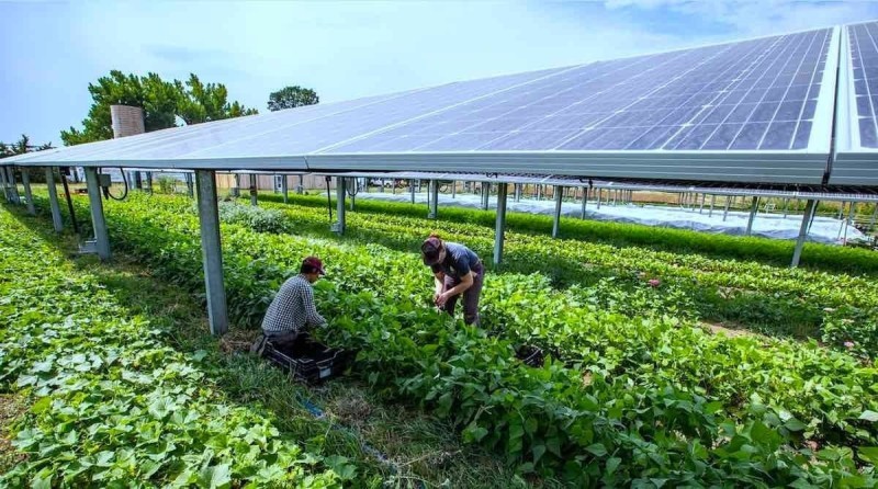 Lợi ích nổi bật của điện mặt trời phục vụ nông nghiệp